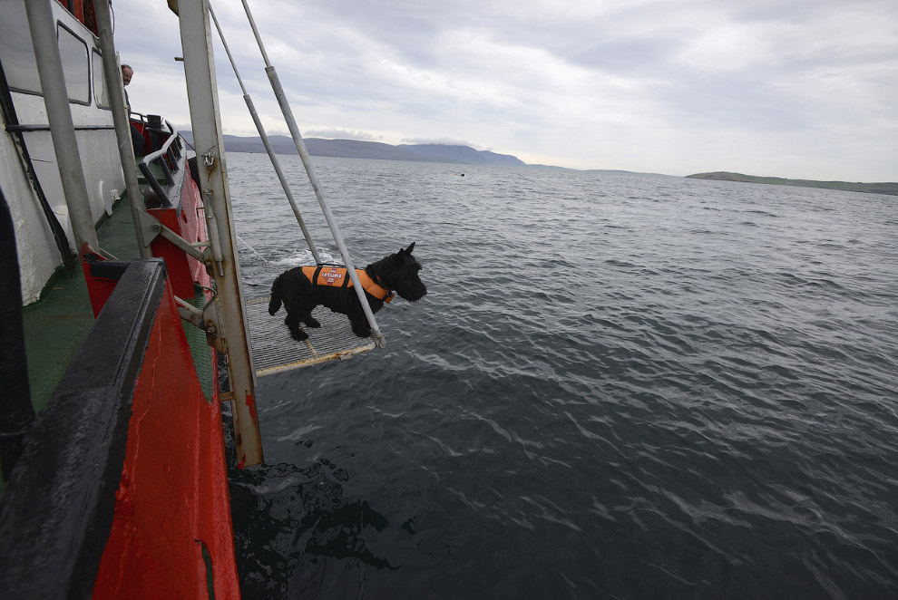 Животные, которые делают новости