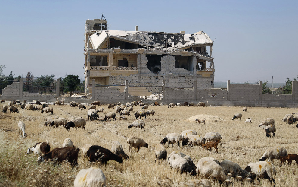 Животные, которые делают новости