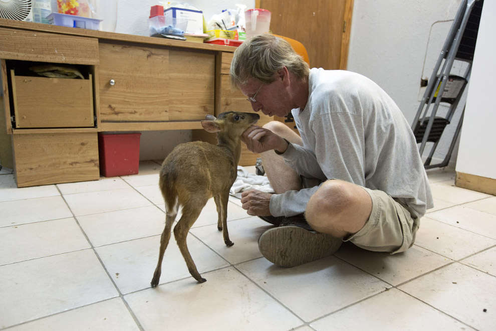 Животные, которые делают новости