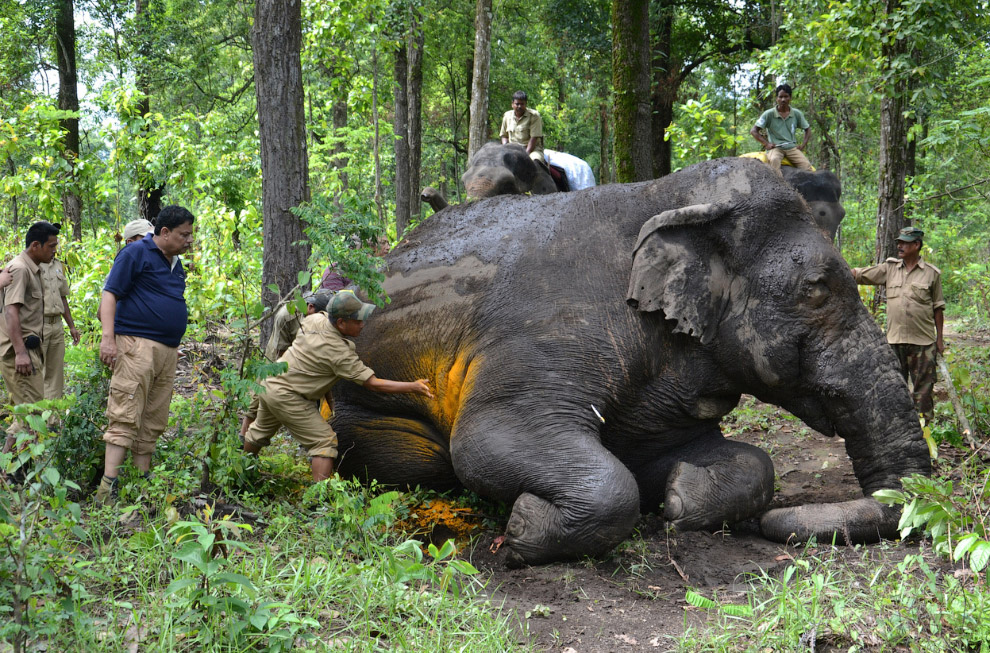 Животные, которые делают новости