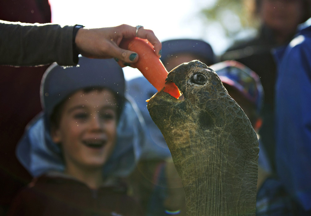 Животные, которые делают новости