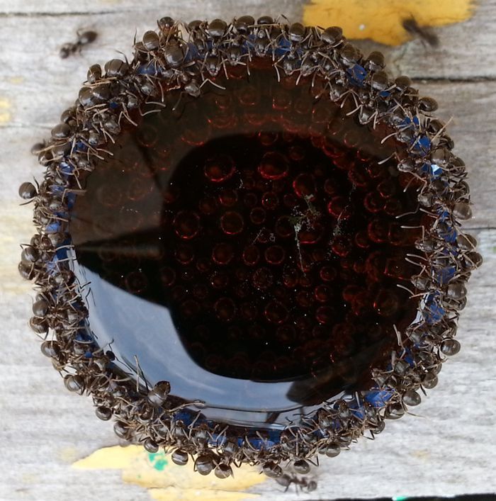 Муравьи и пепси