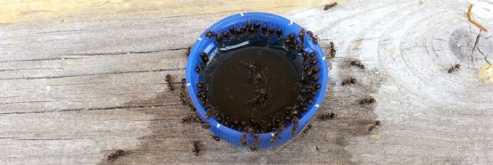 Муравьи и пепси