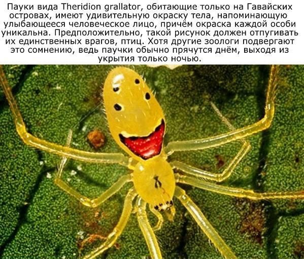 Интересные факты обо всём