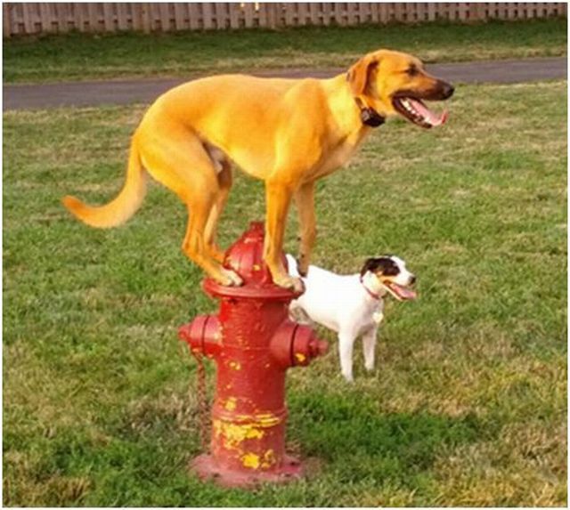 Прикольные картинки