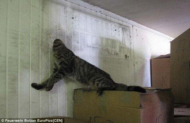 Безголовый кот