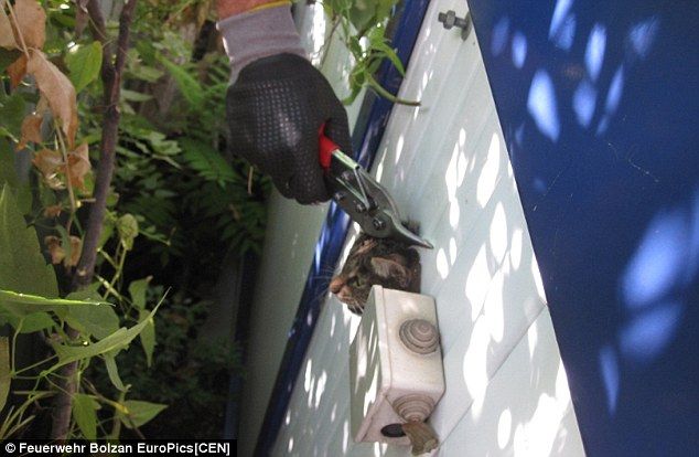 Безголовый кот