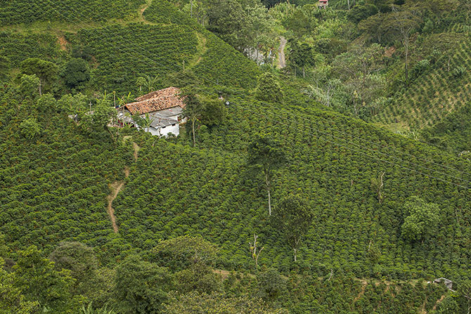 Рейтинг стран-производителей кофе Рейтинг стран-производителей кофе