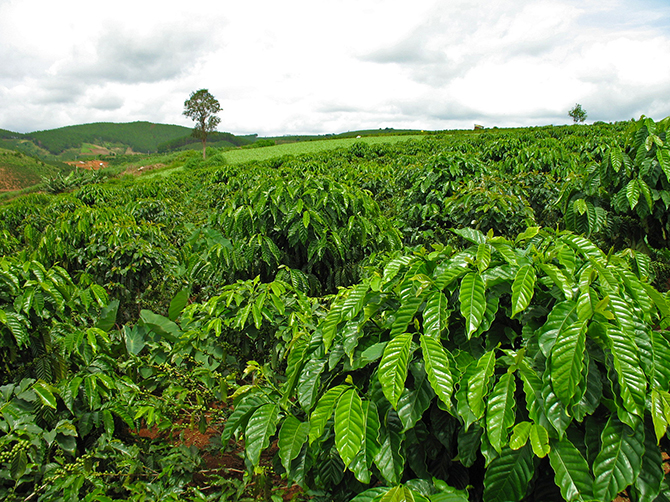 Рейтинг стран-производителей кофе Рейтинг стран-производителей кофе