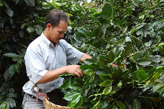 Рейтинг стран-производителей кофе Рейтинг стран-производителей кофе