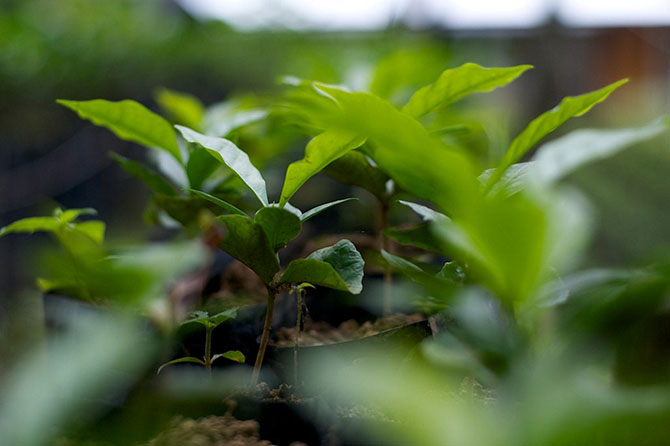 Рейтинг стран-производителей кофе Рейтинг стран-производителей кофе