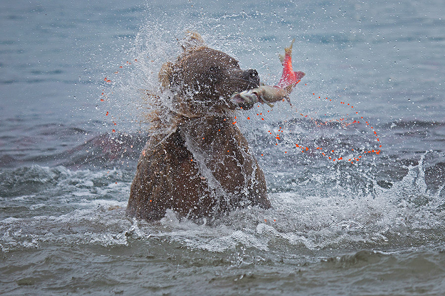 Камчатка. Земля медведей