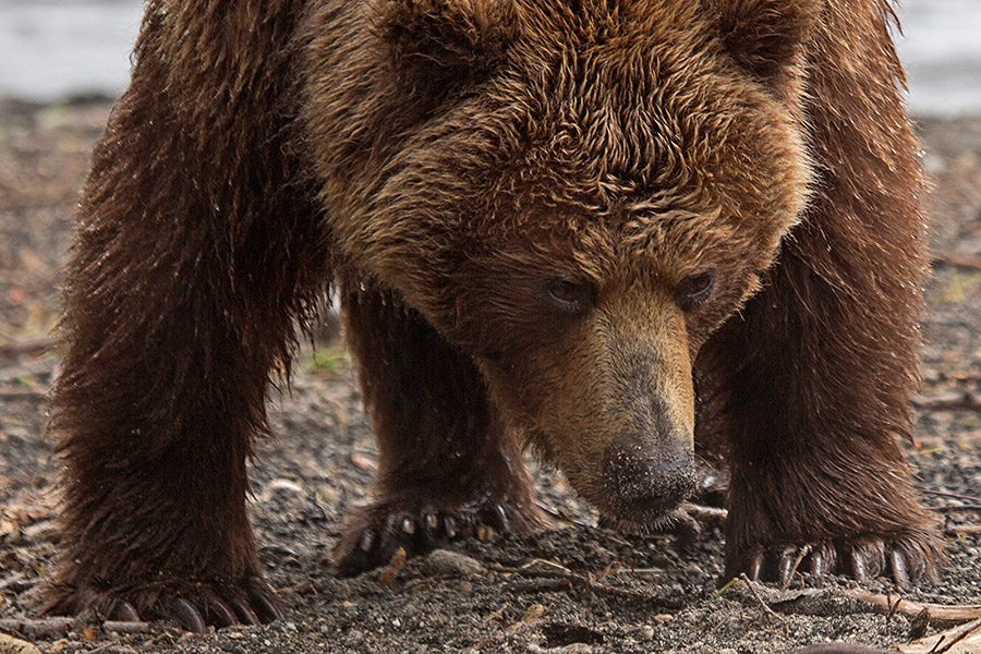 Камчатка. Земля медведей