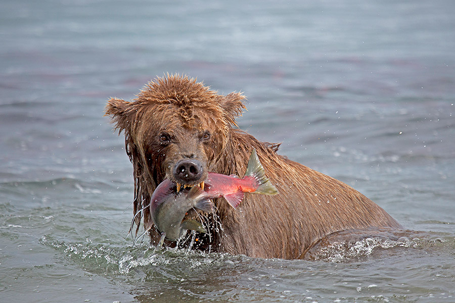 Камчатка. Земля медведей