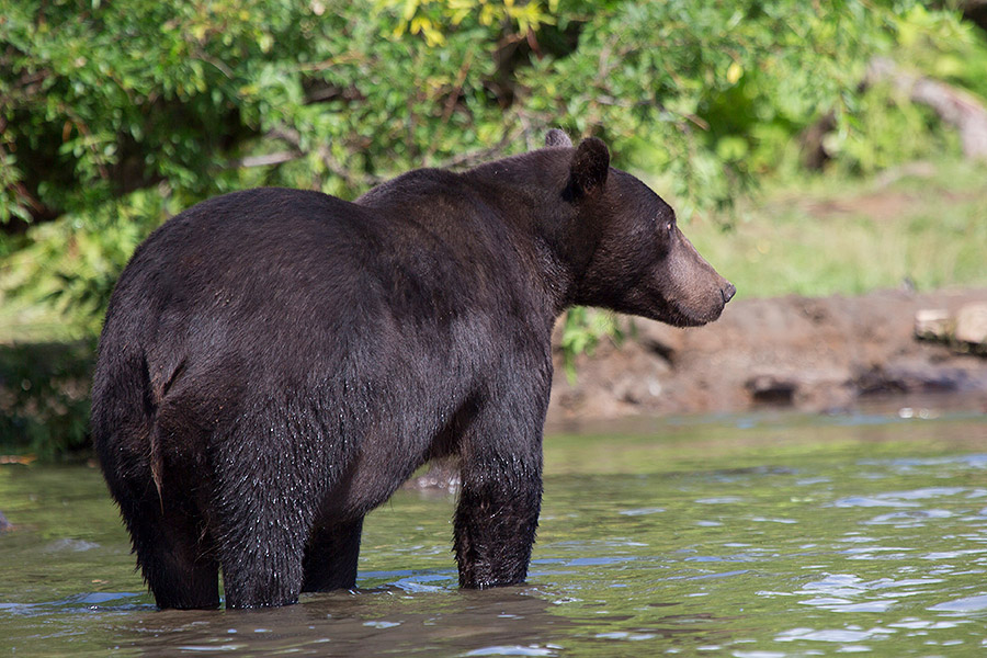 Камчатка. Земля медведей