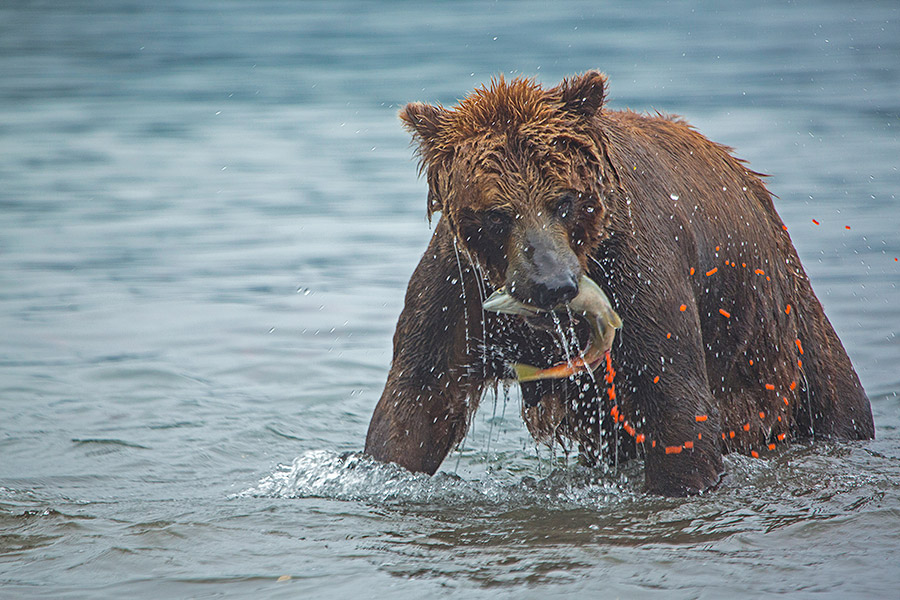 Камчатка. Земля медведей