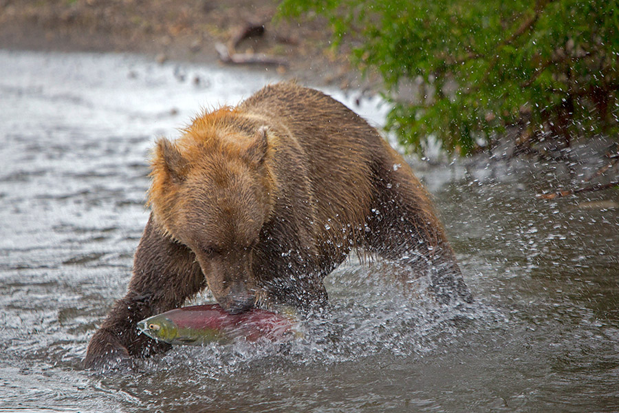 Камчатка. Земля медведей