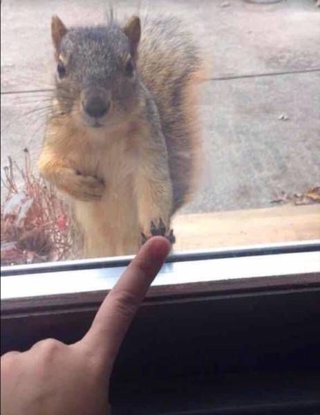 Порция картинок