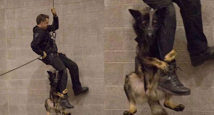 Порция картинок