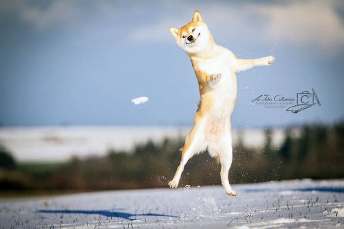 Порция картинок