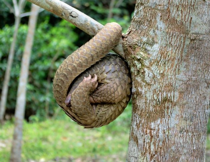 Порция картинок