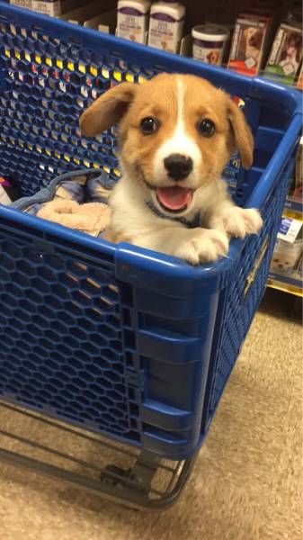 Порция картинок