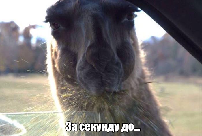 Порция картинок