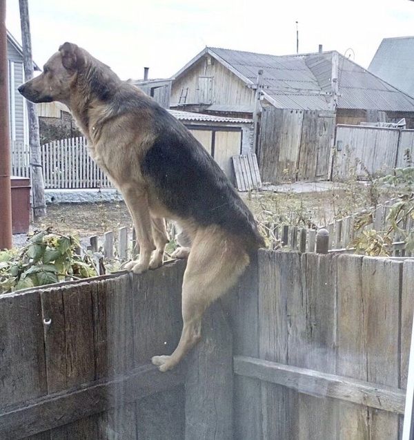 Порция картинок