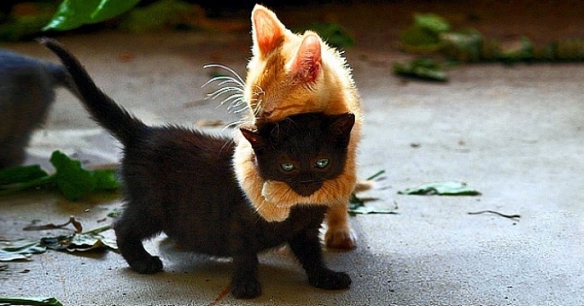 Позитивчик: плохие советы для взрослых Позитивчик: плохие советы для взрослых