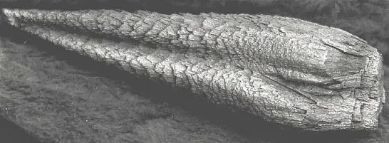 Необъяснимые тайны нашей планеты