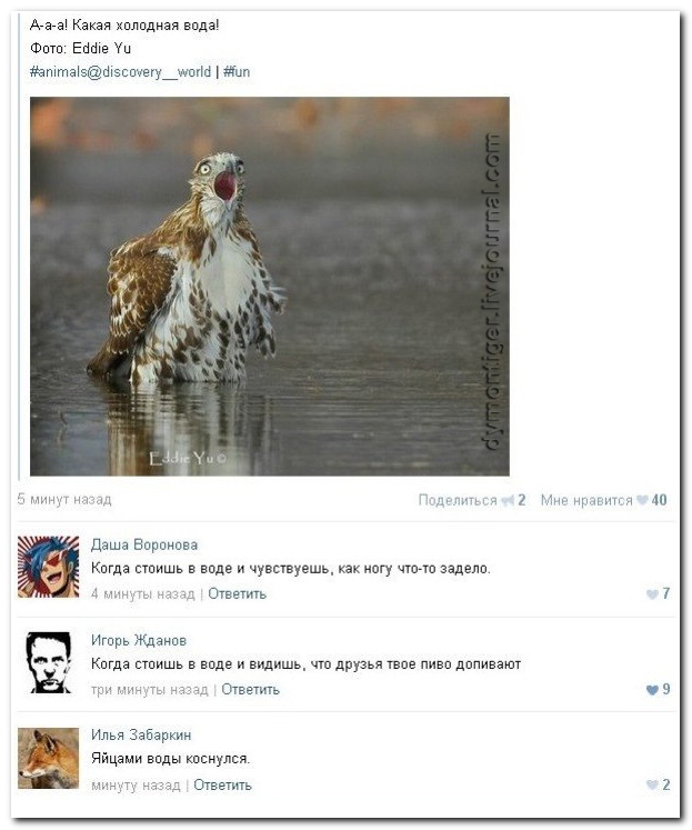 Смешные комментарии из социальных сетей