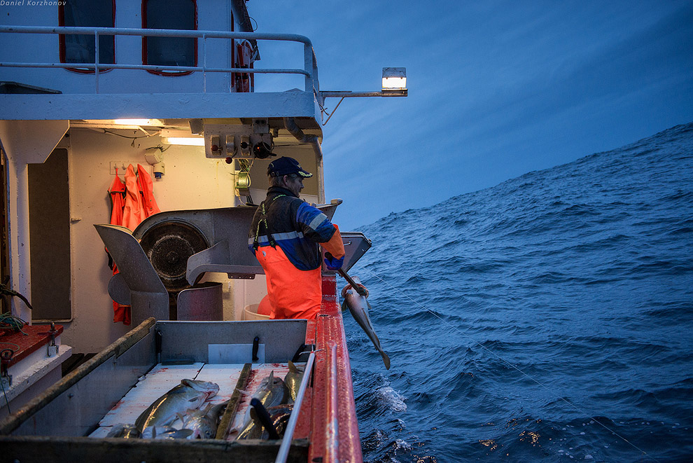 Лофотены: куда уходит российская треска или 12 часов ада Лофотены: куда уходит российская треска или 12 часов ада