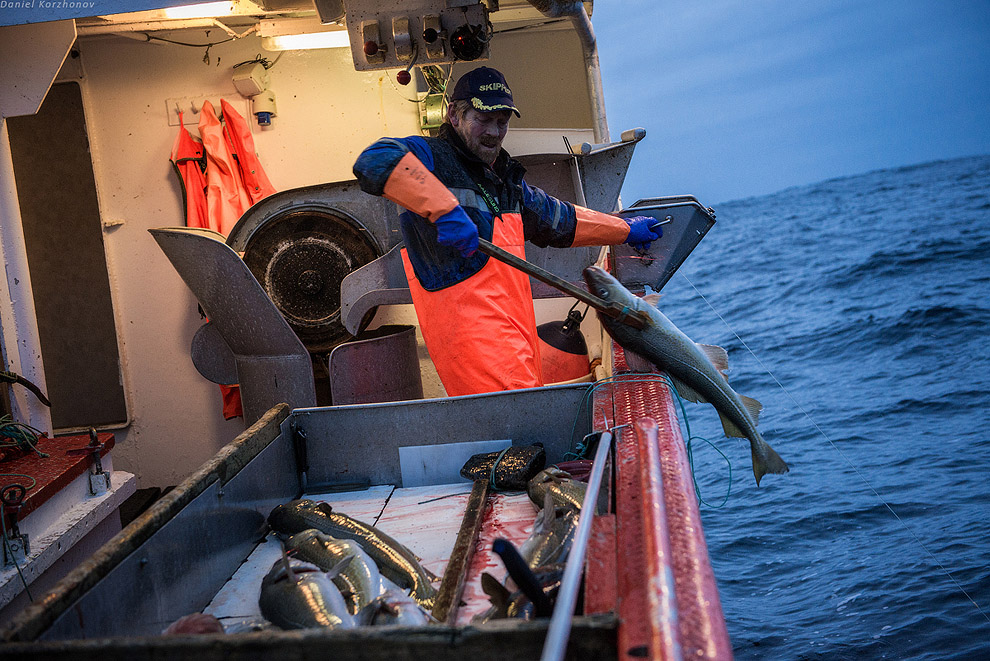 Лофотены: куда уходит российская треска или 12 часов ада Лофотены: куда уходит российская треска или 12 часов ада