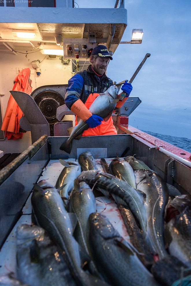 Лофотены: куда уходит российская треска или 12 часов ада Лофотены: куда уходит российская треска или 12 часов ада