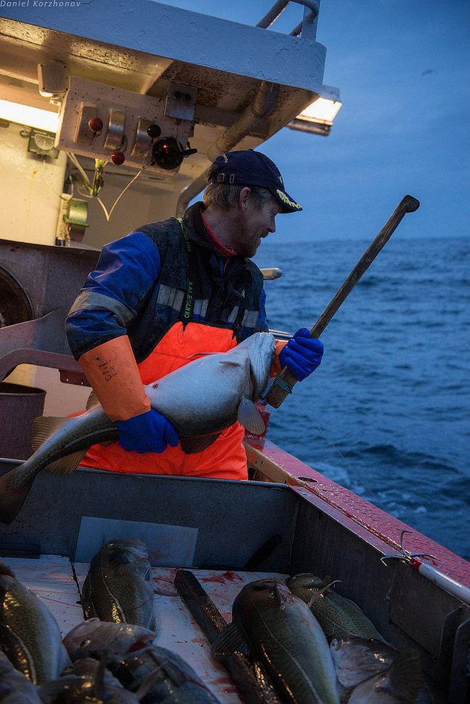 Лофотены: куда уходит российская треска или 12 часов ада Лофотены: куда уходит российская треска или 12 часов ада
