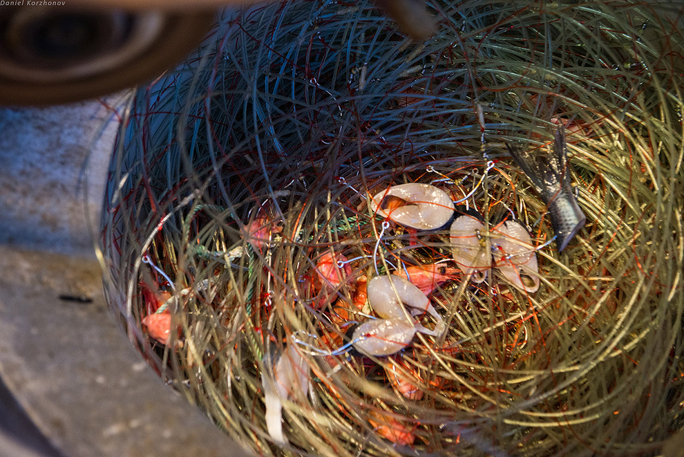 Лофотены: куда уходит российская треска или 12 часов ада Лофотены: куда уходит российская треска или 12 часов ада