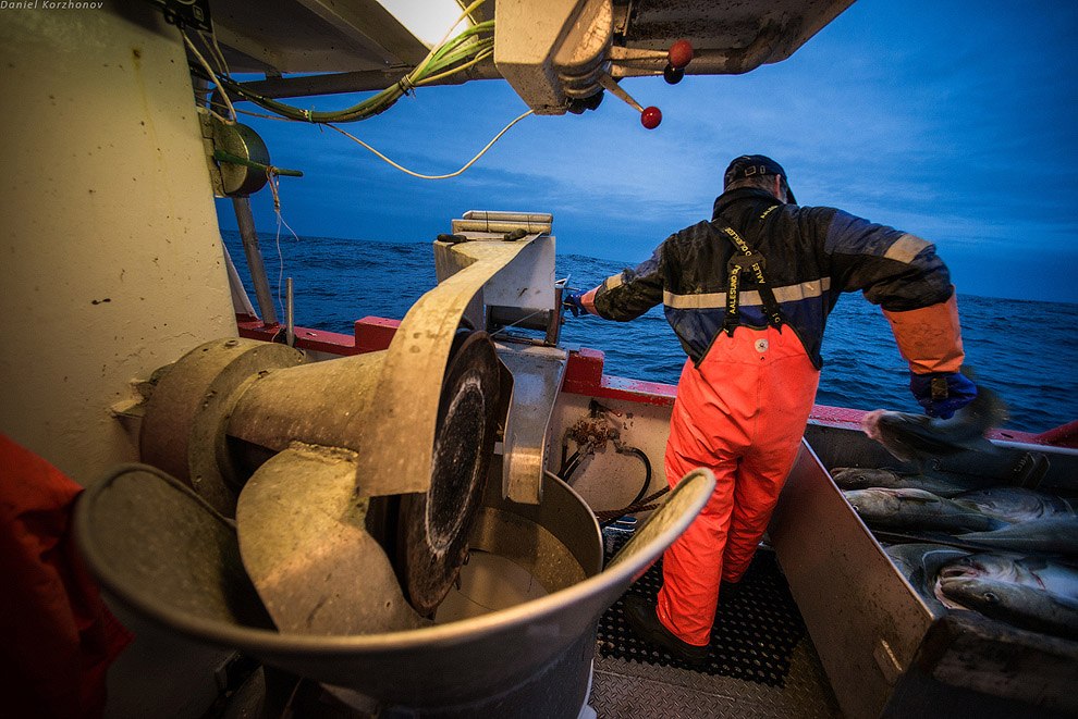 Лофотены: куда уходит российская треска или 12 часов ада Лофотены: куда уходит российская треска или 12 часов ада