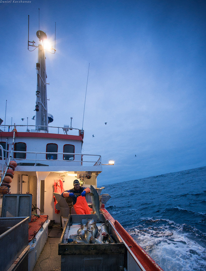 Лофотены: куда уходит российская треска или 12 часов ада Лофотены: куда уходит российская треска или 12 часов ада