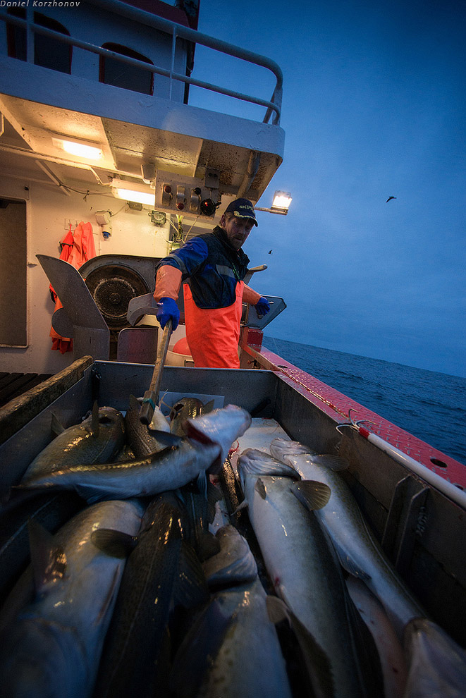 Лофотены: куда уходит российская треска или 12 часов ада Лофотены: куда уходит российская треска или 12 часов ада