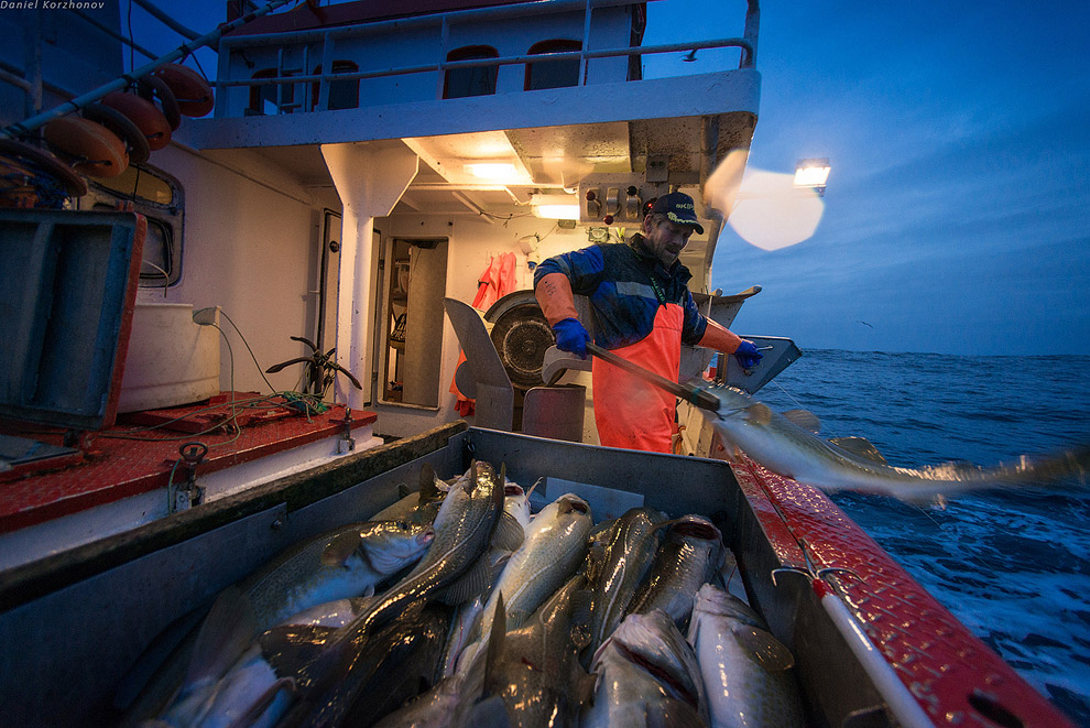 Лофотены: куда уходит российская треска или 12 часов ада Лофотены: куда уходит российская треска или 12 часов ада