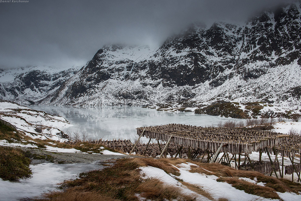 Лофотены: куда уходит российская треска или 12 часов ада Лофотены: куда уходит российская треска или 12 часов ада