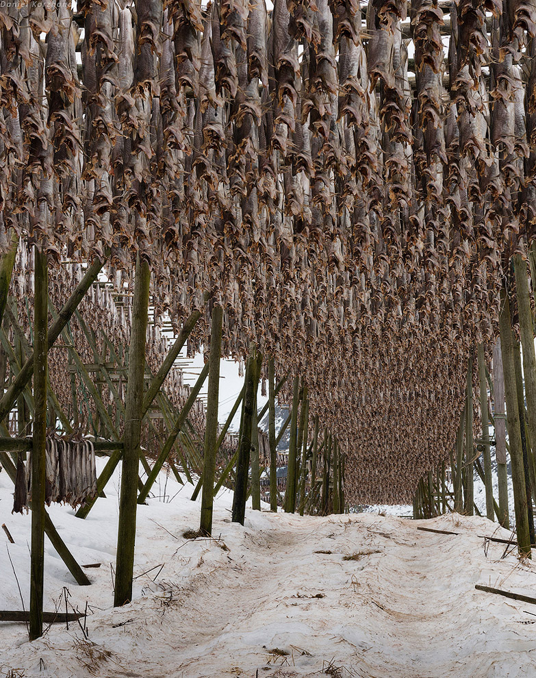 Лофотены: куда уходит российская треска или 12 часов ада Лофотены: куда уходит российская треска или 12 часов ада