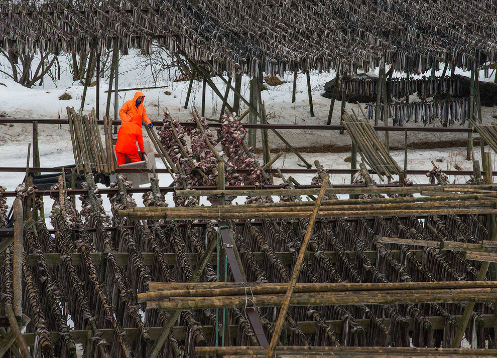 Лофотены: куда уходит российская треска или 12 часов ада Лофотены: куда уходит российская треска или 12 часов ада