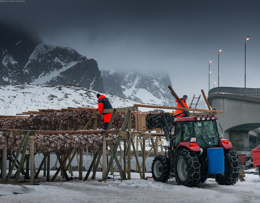 Лофотены: куда уходит российская треска или 12 часов ада Лофотены: куда уходит российская треска или 12 часов ада