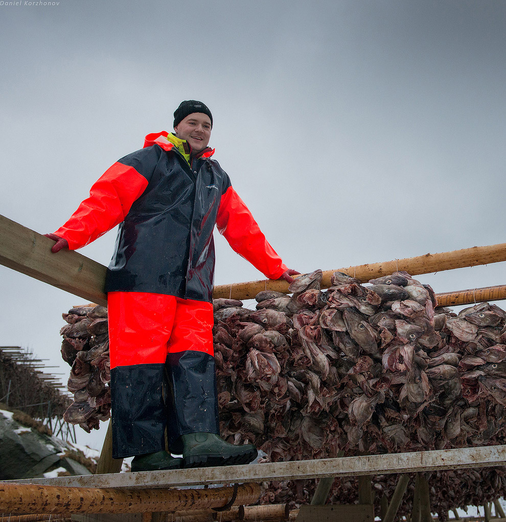 Лофотены: куда уходит российская треска или 12 часов ада Лофотены: куда уходит российская треска или 12 часов ада