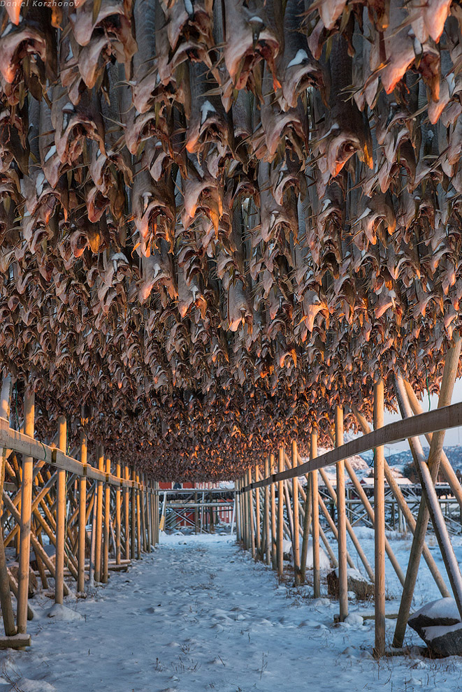 Лофотены: куда уходит российская треска или 12 часов ада Лофотены: куда уходит российская треска или 12 часов ада