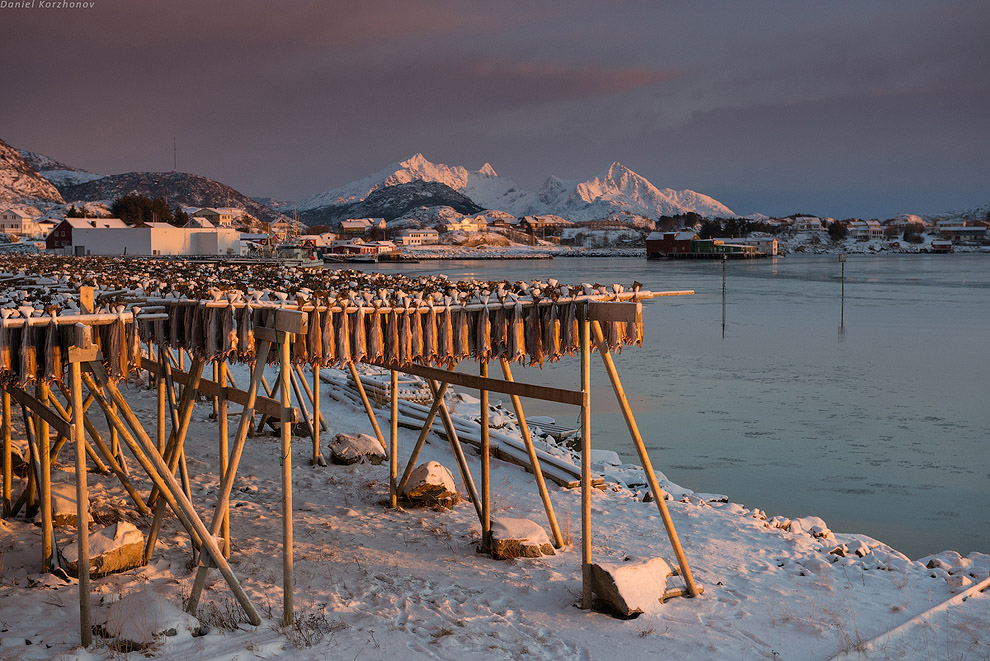 Лофотены: куда уходит российская треска или 12 часов ада Лофотены: куда уходит российская треска или 12 часов ада