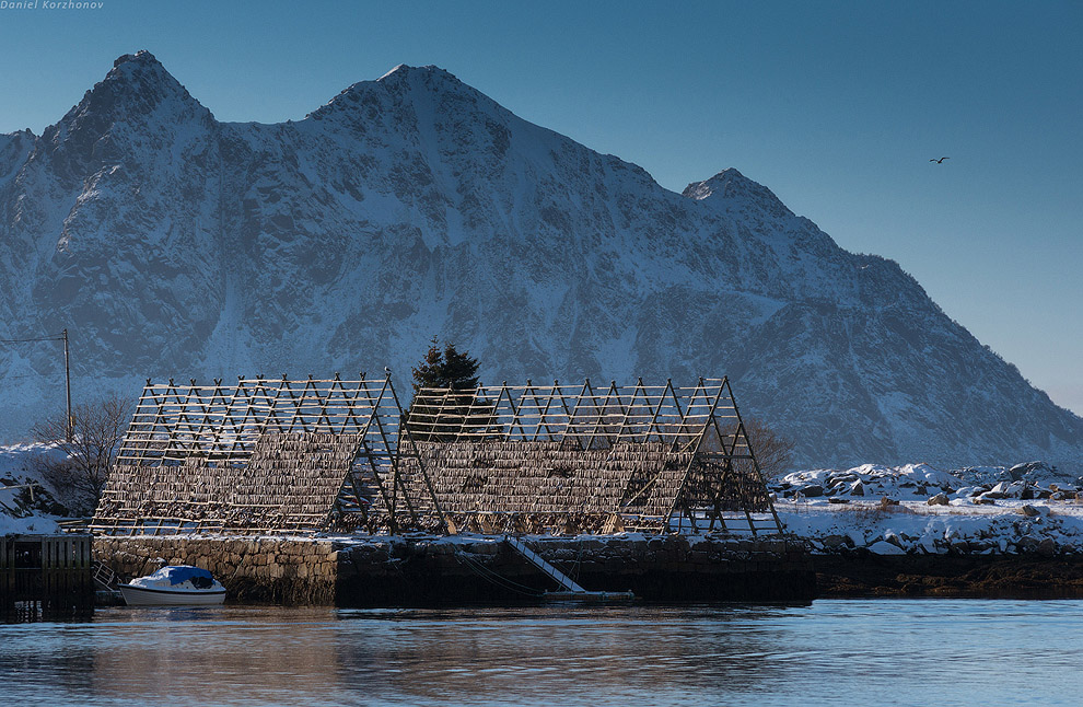 Лофотены: куда уходит российская треска или 12 часов ада Лофотены: куда уходит российская треска или 12 часов ада