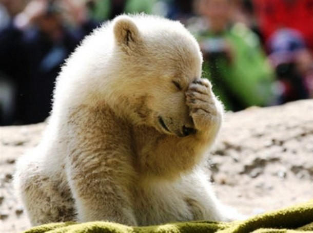 Интересные факты из жизни полярных медведей Интересные факты из жизни полярных медведей