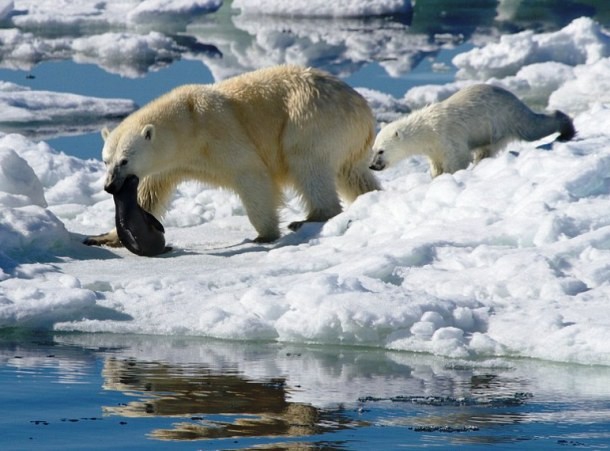 Интересные факты из жизни полярных медведей Интересные факты из жизни полярных медведей